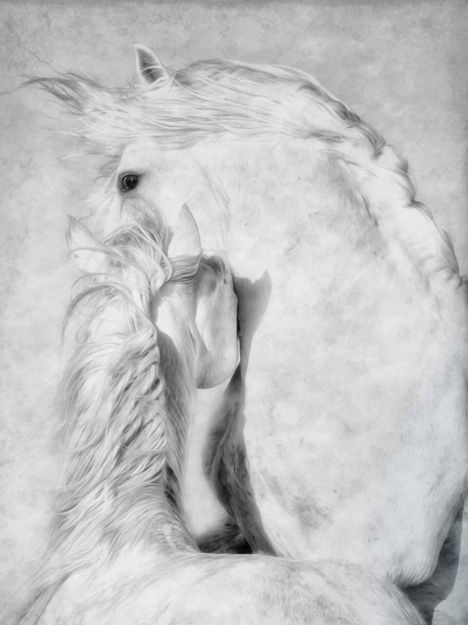 The Duel Poster Print by Phyllis Burchett - Item # VARPDXPB103QQ